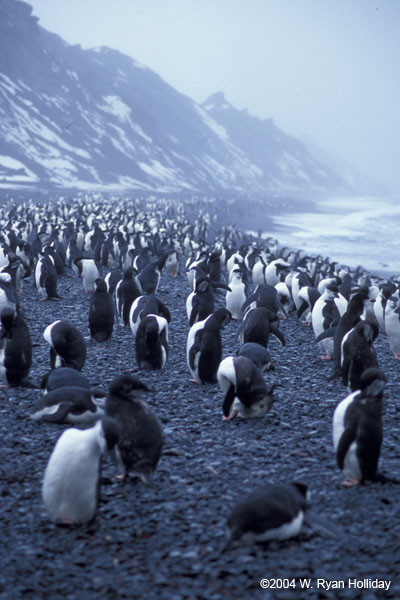 Chinstrap Penguins