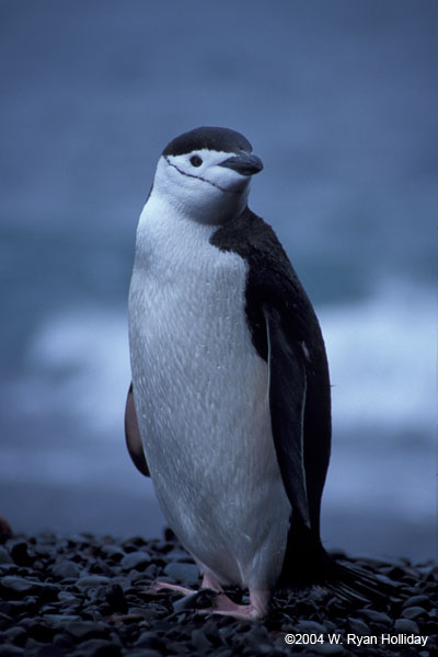Chinstrap Penguin