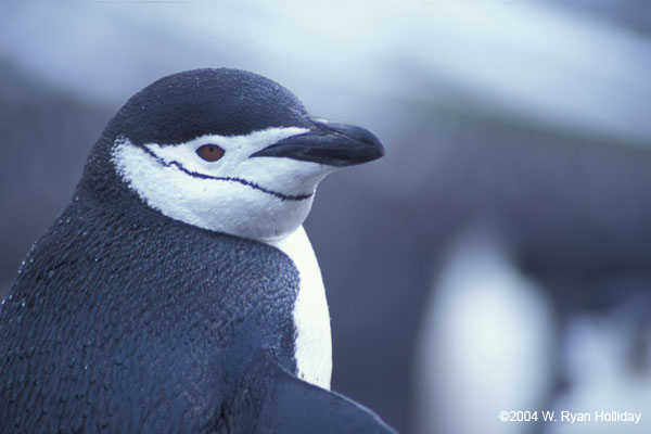 Chinstrap Penguin