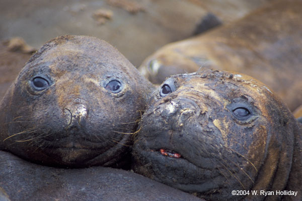Elephant Seals