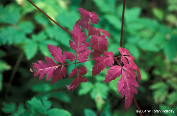 Leaf Color