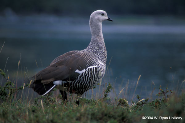Male Upland Goose