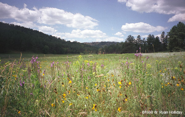 Wildflowers