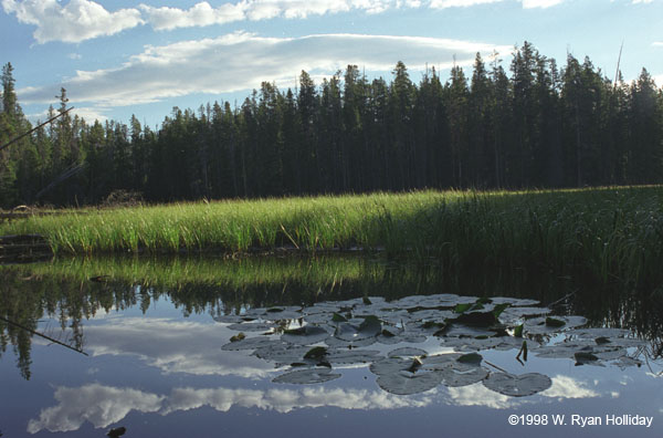 Yellowstone Backcountry