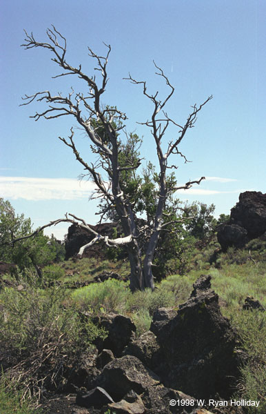 Craters of the Moon Landscape