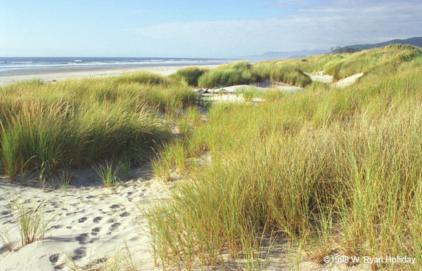 Oregon Coast
