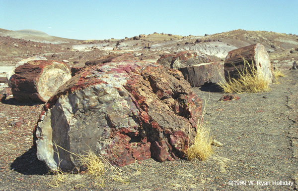 Petrified Logs