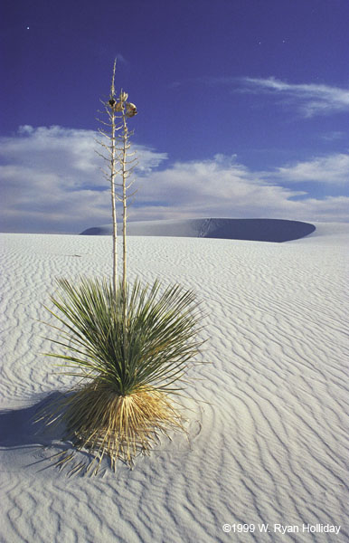 Yucca