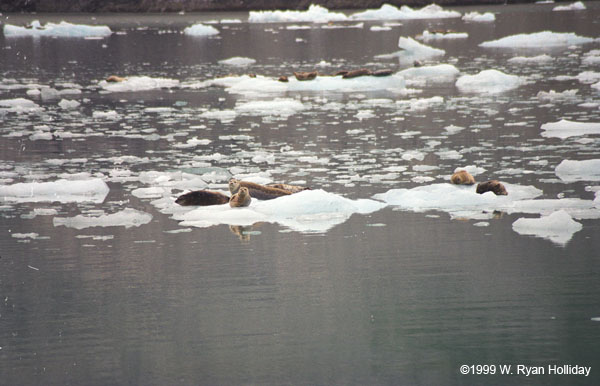 Seals