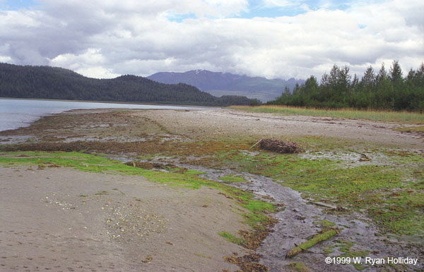 Glacier Bay Landscape