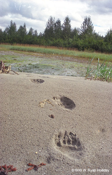 Grizzly Tracks