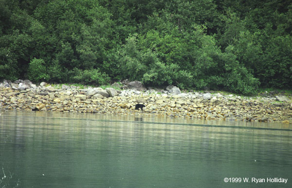 Black Bear