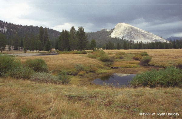 Tuolumne Meadows