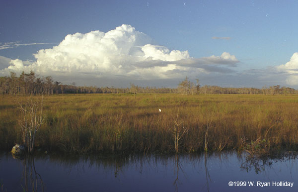 Everglades Landscape
