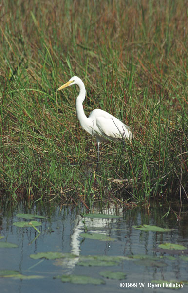 Great Egret