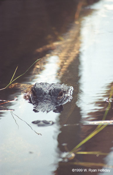 Alligator