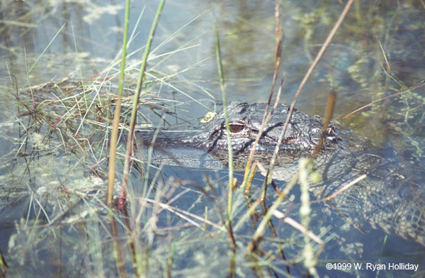 Alligator