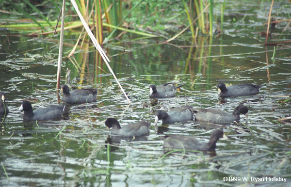 American Coots
