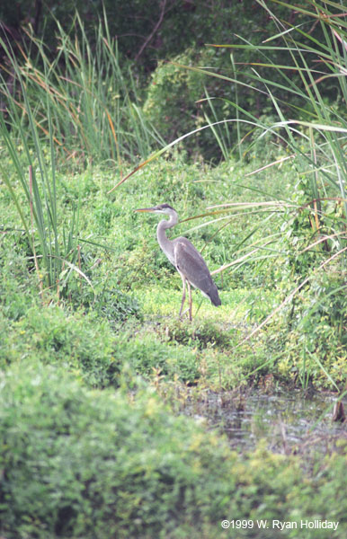 Great Blue Heron