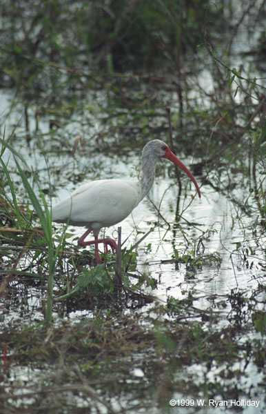 White Ibis