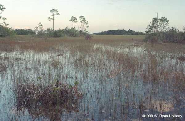 Everglades Landscape