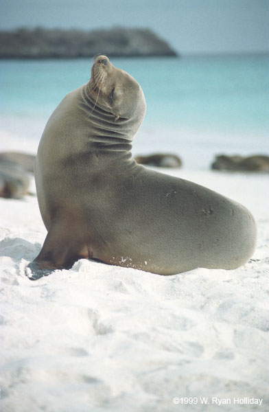 Sea Lion