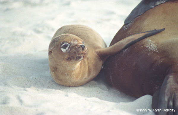 Sea Lions