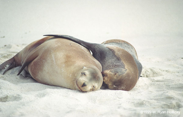 Sea Lions