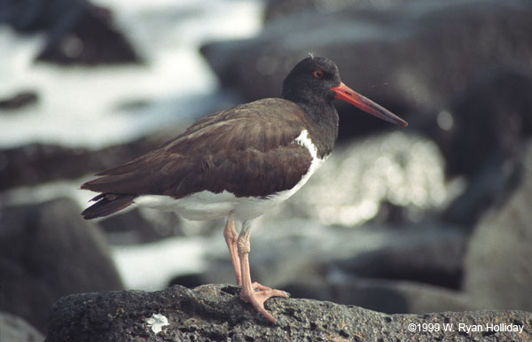 Oystercatcher