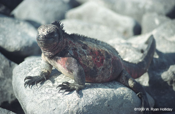 Marine Iguana