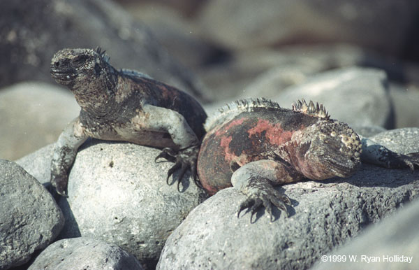 Marine Iguanas