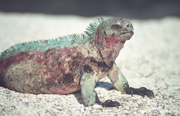 Marine Iguana