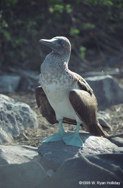 Blue-Footed Boobie