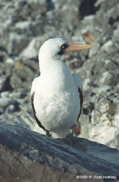 Nazca Boobie