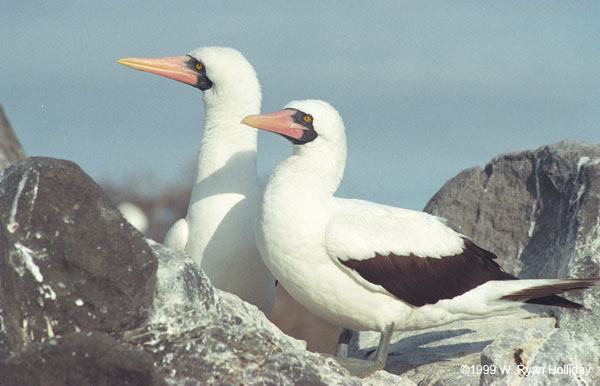 Nazca Boobies