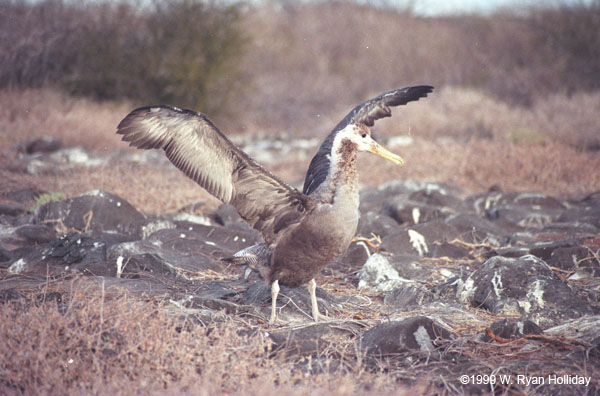 Waved Albatross