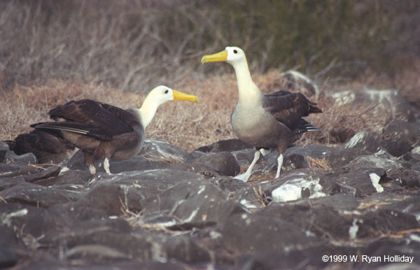 Waved Albatross