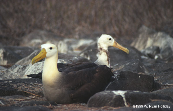 Waved Albatross