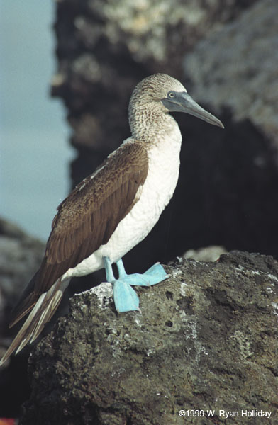 Blue-Footed Boobie