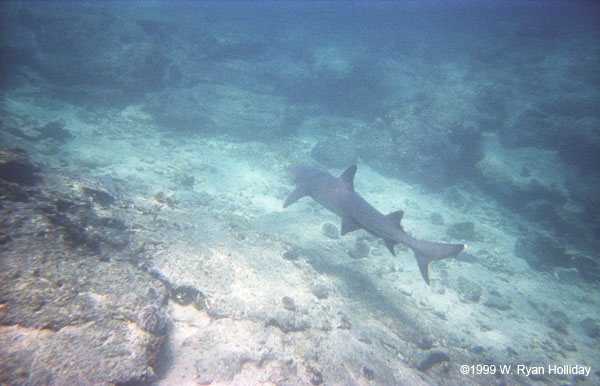 White-Tipped Reef Shark