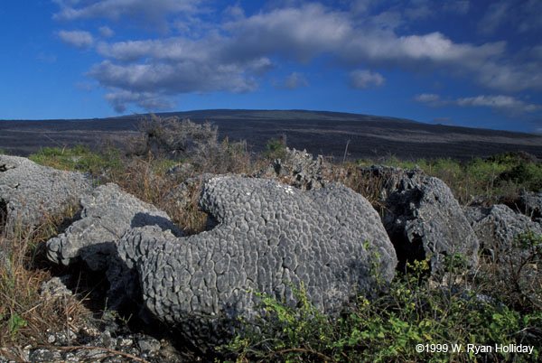 Uplifted Coral Heads