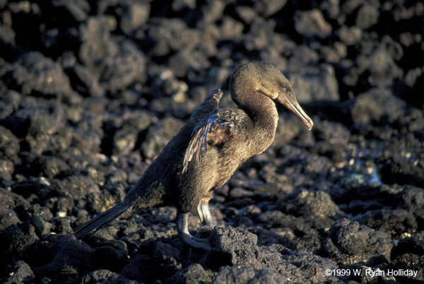 Flightless Cormorant