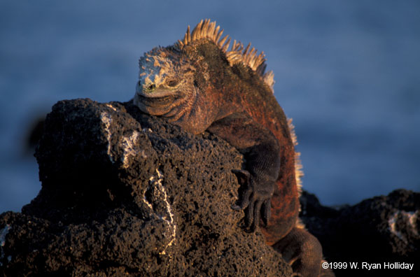 Marine Iguana