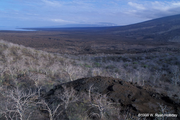 Volcanic Landscape