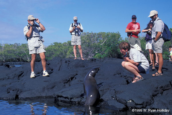 Sea Lion and the Group