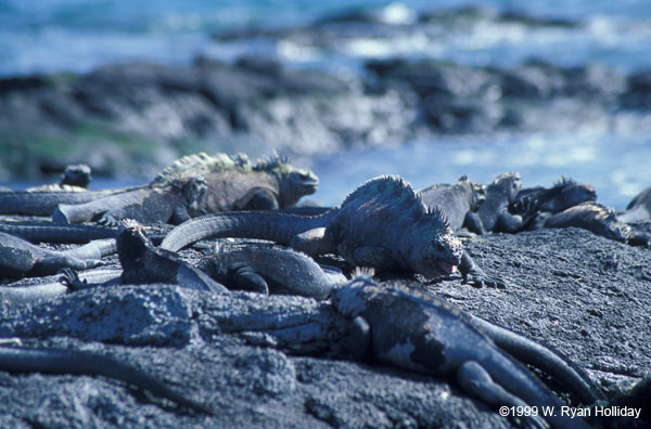 Marine Iguanas