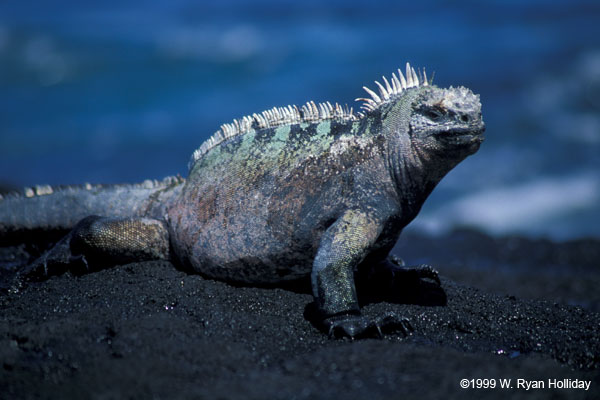Marine Iguana