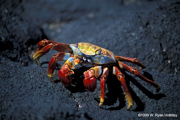 Sally Lightfoot Crab