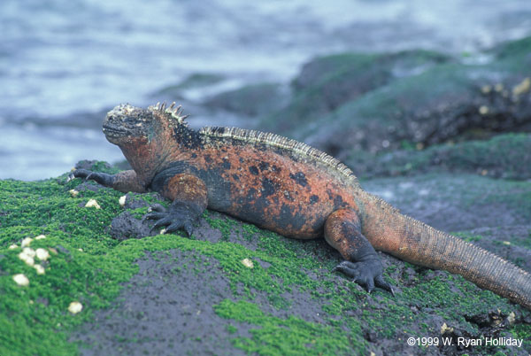 Marine Iguana