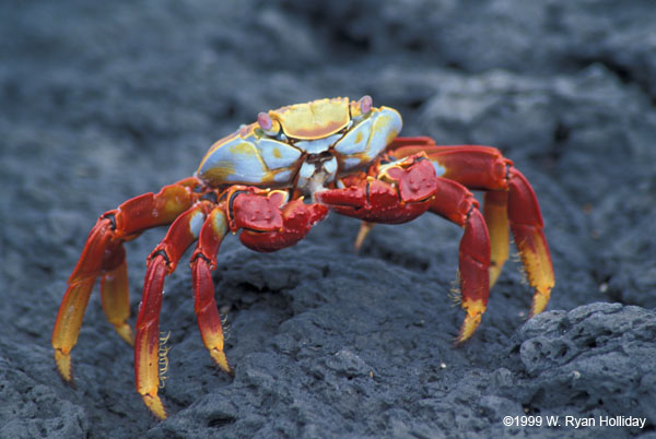 Sally Lightfoot Crab